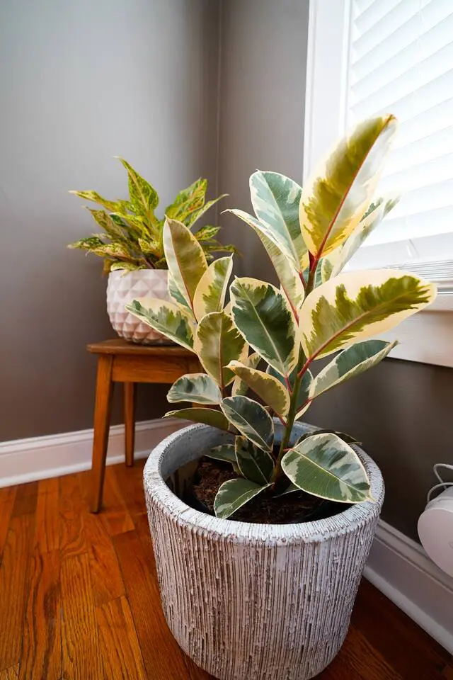 800ccb1c 9548 4af0 bb59 f41504d2550e.jpg