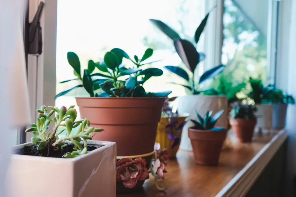 8fb737fa b242 4b18 9a36 e5b1e5be9bdf.jpg