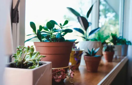 8fb737fa b242 4b18 9a36 e5b1e5be9bdf.jpg